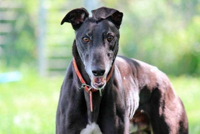 Greyhound Rocky auf der Suche nach einem Zuhause