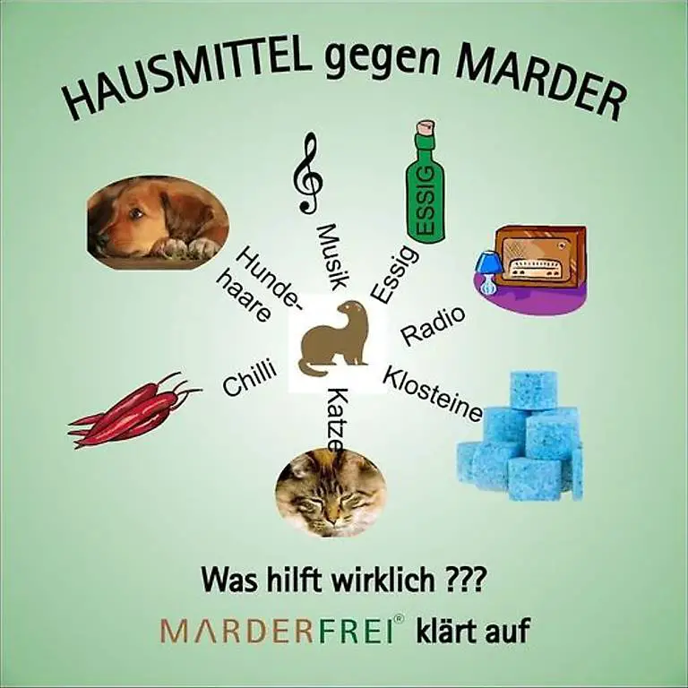 Marderabwehr - Marderschutz mit biologischen Produkten.