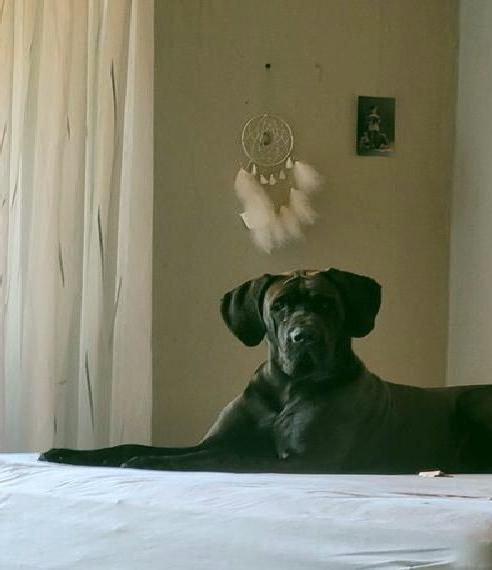 Deutsche Dogge Hündin schwarz mit VDH Papieren