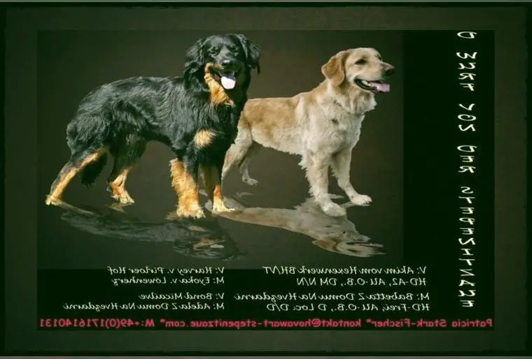 Hovawart- Wurferwartung