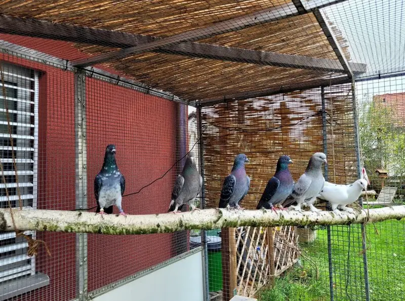 Unterkunft für 9 Tauben gesucht, Buchberg SH und Umgebung