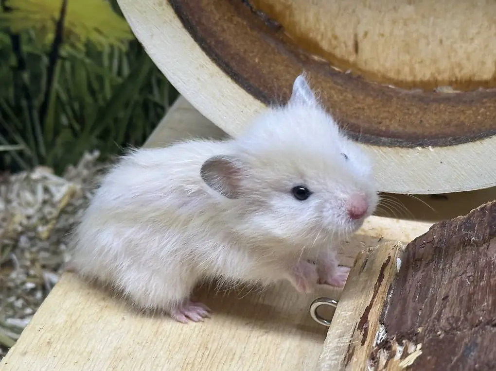 Teddyhamster Männchen Ivory