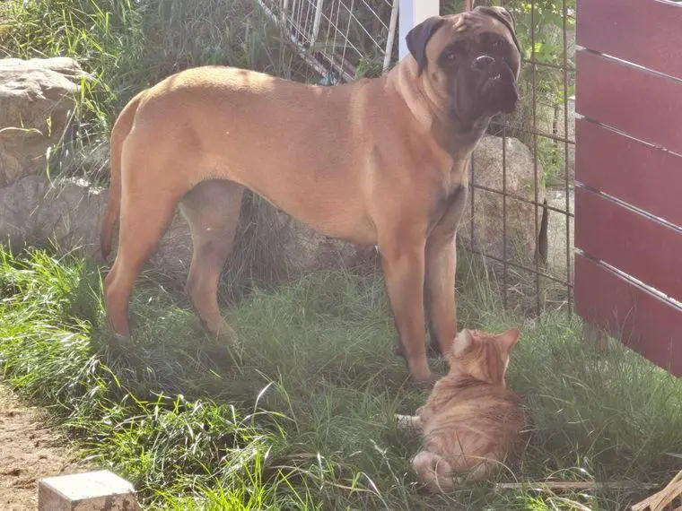 Wundervolle, liebe Bullmastiff Dame
