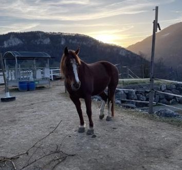 Reitunterricht nach den Prinzipien der akademischen Reitkunst