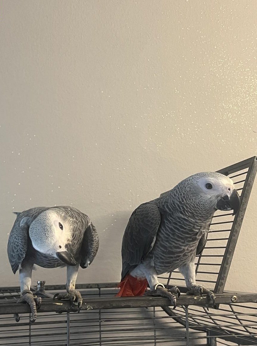 Handzahmes Graupapagei Paar zu verkaufen