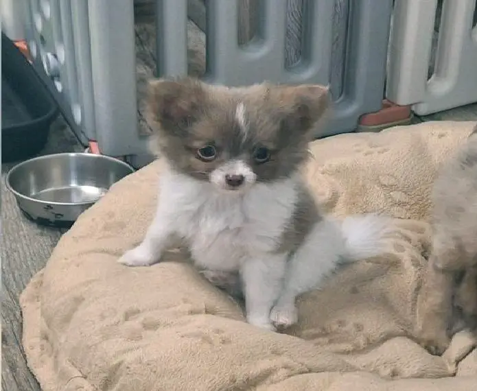 2 hübsche Pomchi Welpen in seltenen Farben