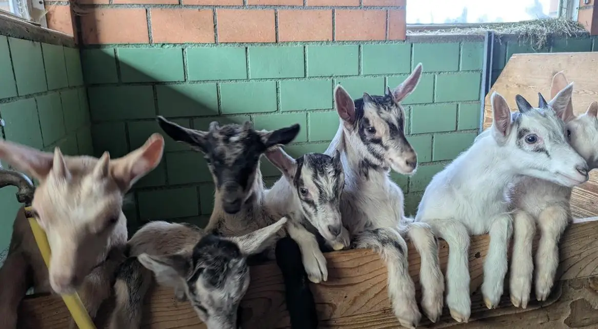 Junge Gitzi zu verkaufen