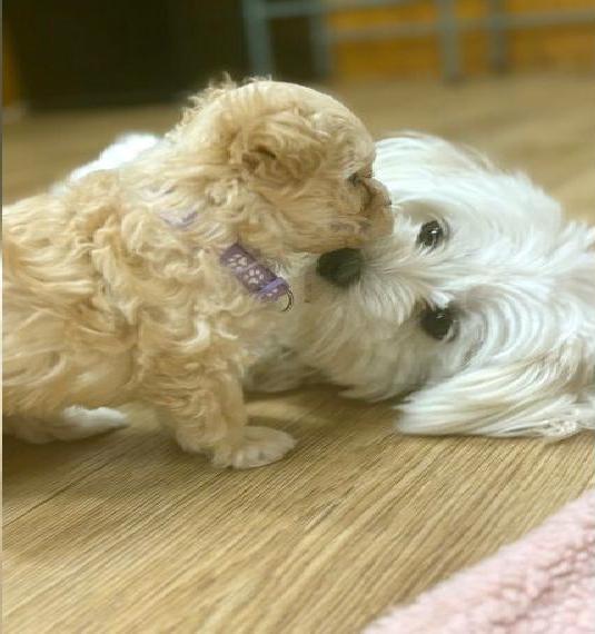 Maltipoo Welpen Malteser/Pudel F1
