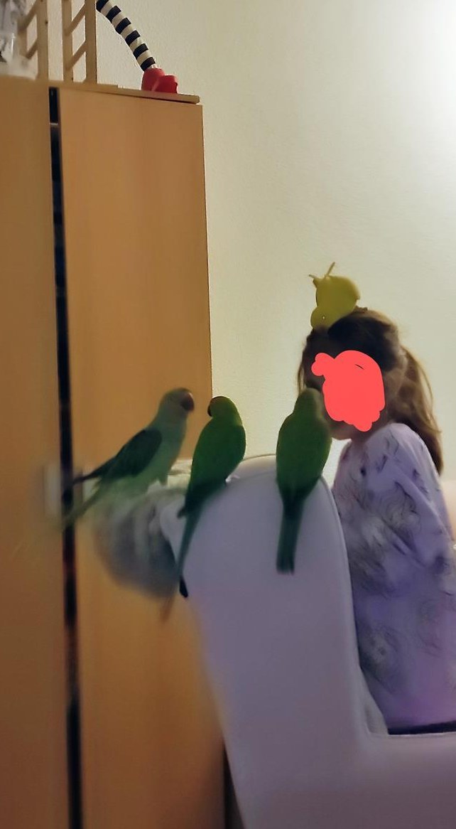 3 Halsbandsittiche und 1 Alexander Sittich