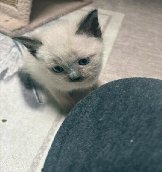 Balinese Kitten (Siam Langhaar)