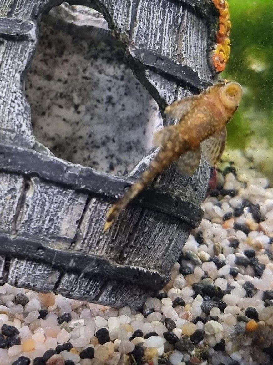 3 Antennenwelse abzugeben