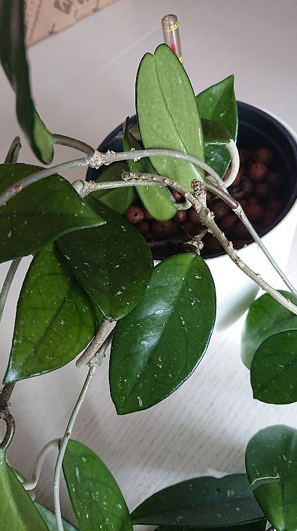 Zimmerpflanze hoya carnosa