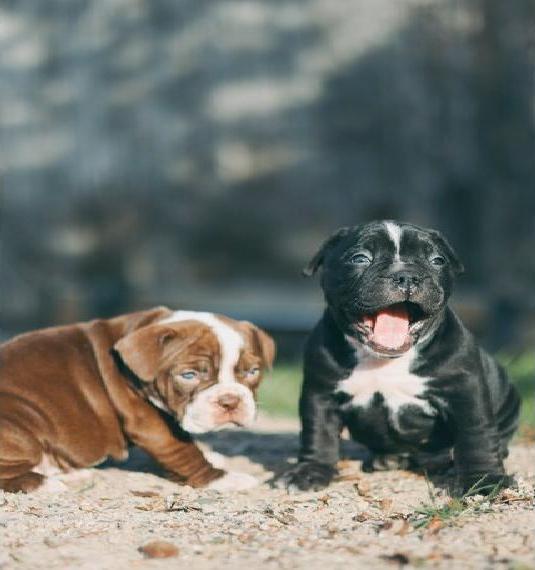 Old English Bulldog x American Bully Welpen suchen ihre Familie
