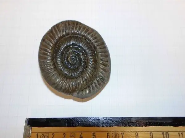 Ammonit Dactylioceras Versteinerung Schnecke Deko Urzeit