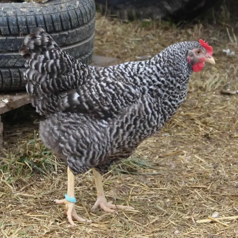 Legehennen günstig abzugeben