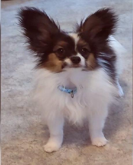 Papillonwelpen zu vermitteln