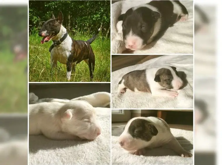 Miniatur Bullterrier Welpen