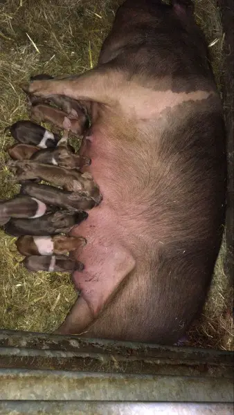 Schweine Ferkel Duroc