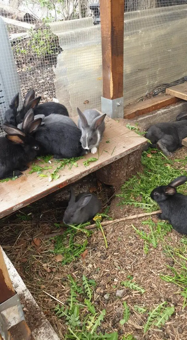 Schweizer Schecken Kaninchen Mischlinge