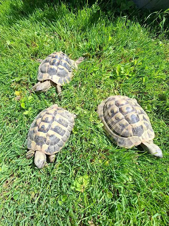 Griechische Landschildkröten