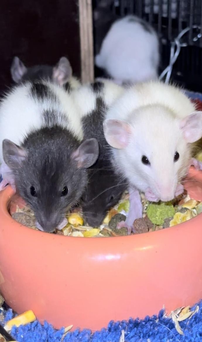 Rattenbabys m & w suchen ein liebes Zuhause, Dumbo & Standard