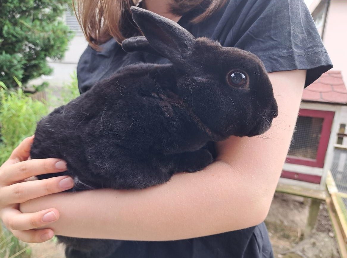 Mini-Rex Kaninchen, 4-jährig, GRATIS abzugeben