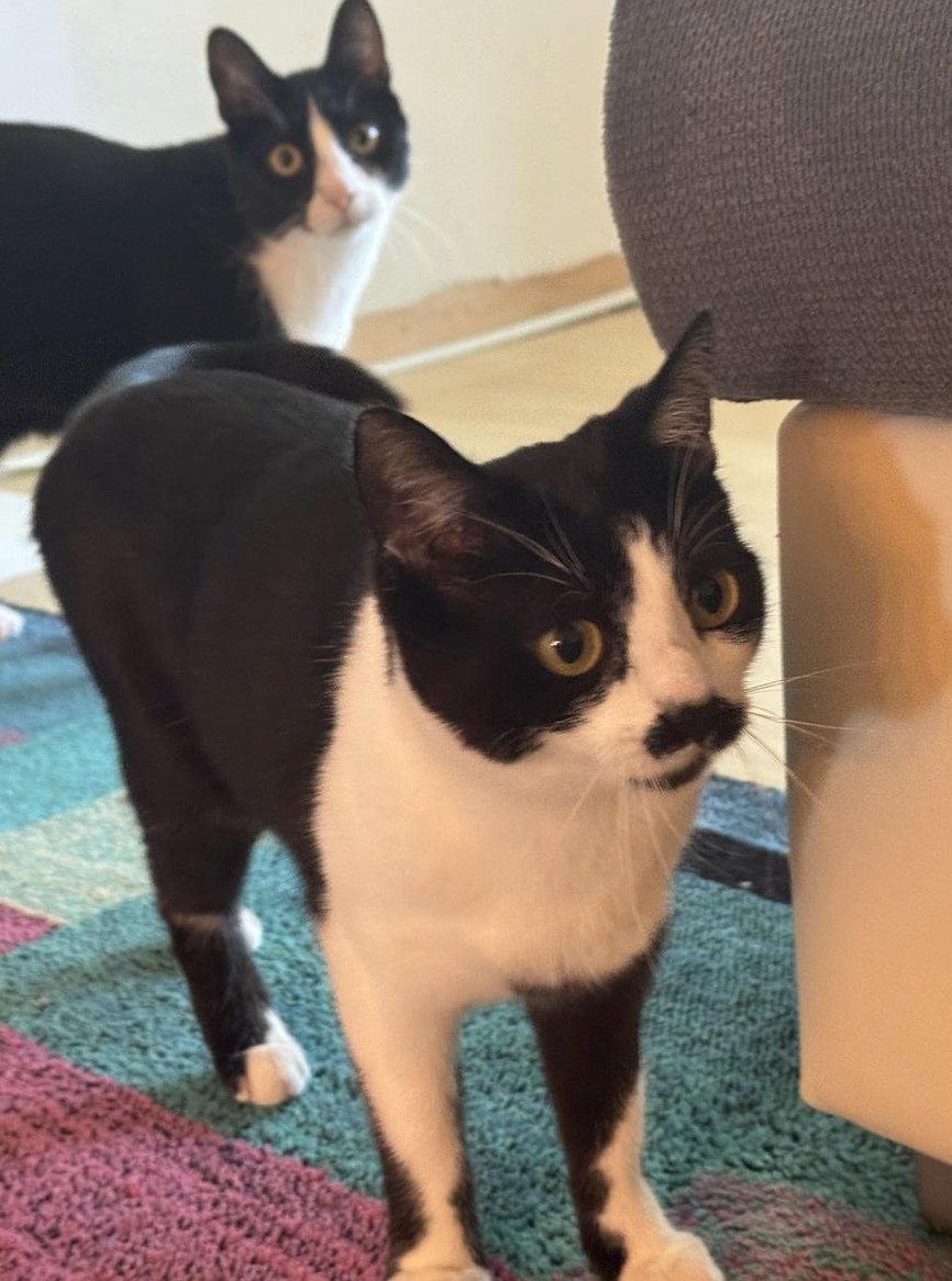 Zu verschenken: 2 schwarz-weisse Büsis kastriert – auch einzeln