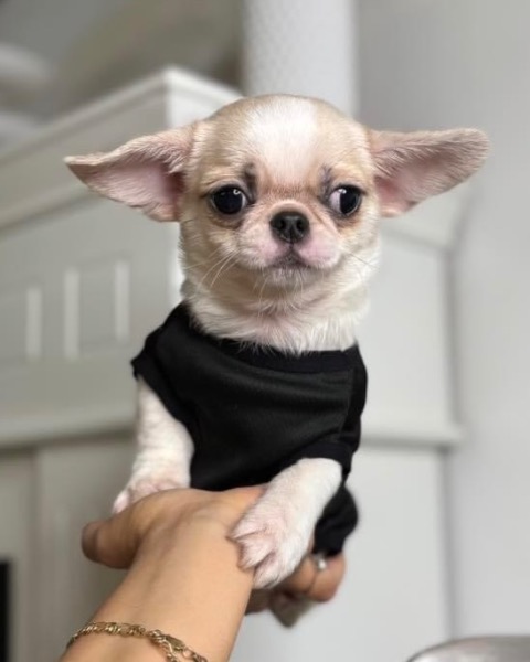 Chihuahua Welpe 4 Monate