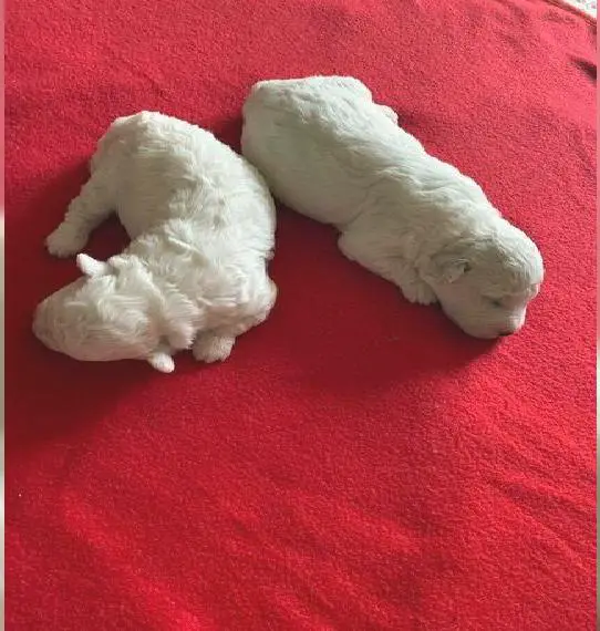 Reinrassige Bichon Frise Welpen mit Ahnentafel