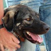 XXL-Mischlingsrüde Lobo aus Spanien sucht aktives Zuhause