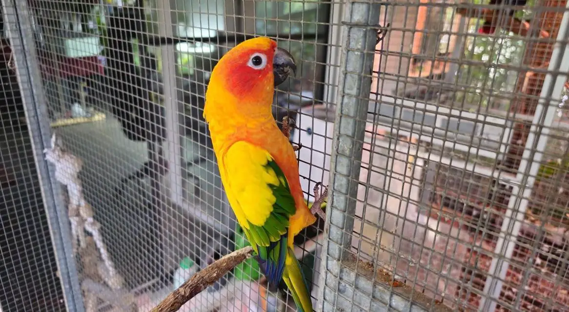 Sonnensittich Zuchtpaar mit 3 Jungen - Aratinga solstitialis