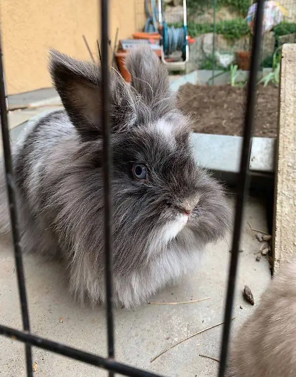 Ein Kaninchen mit Zubehör zu verschenken