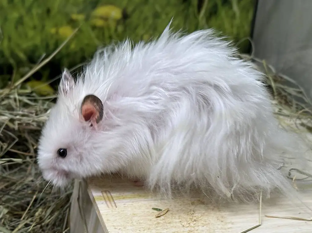 Teddyhamster Männchen Satin Weiss