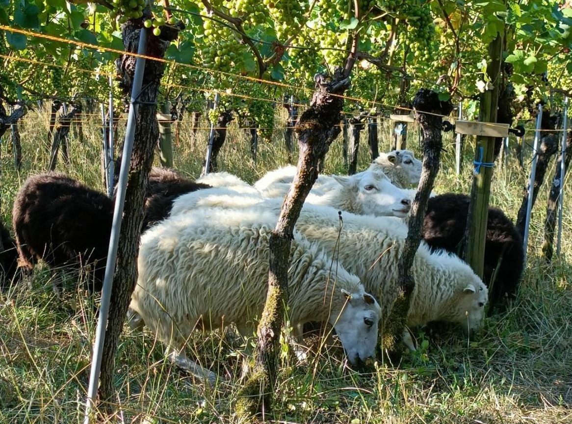 Skudden Auen suchen neuen Wirkungskreis