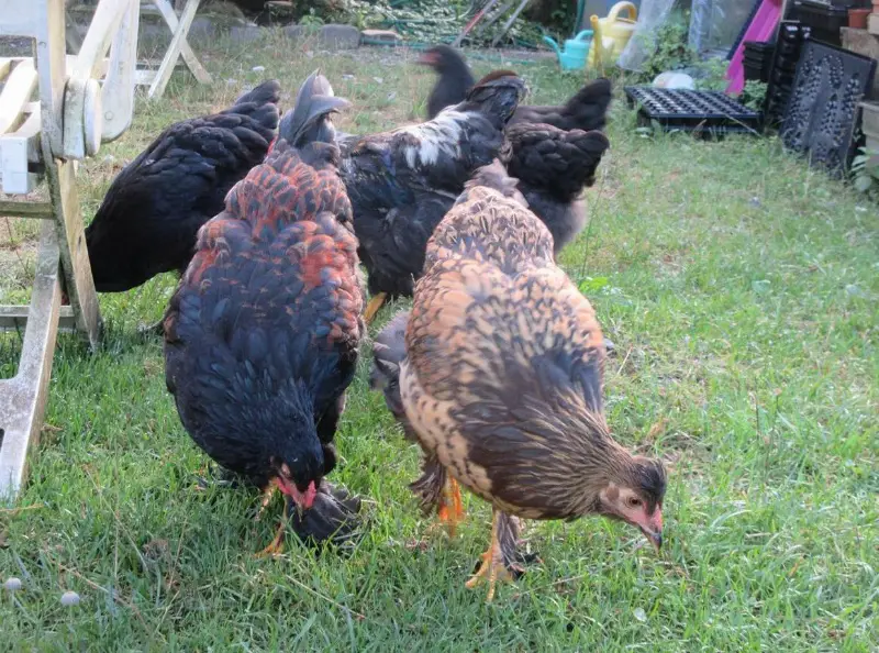 Brahma x Grünlegermischlinge Hühner zu verkaufen