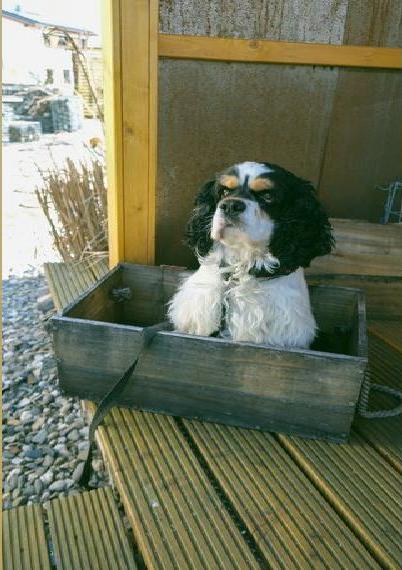 American Cocker Spaniel Rüde