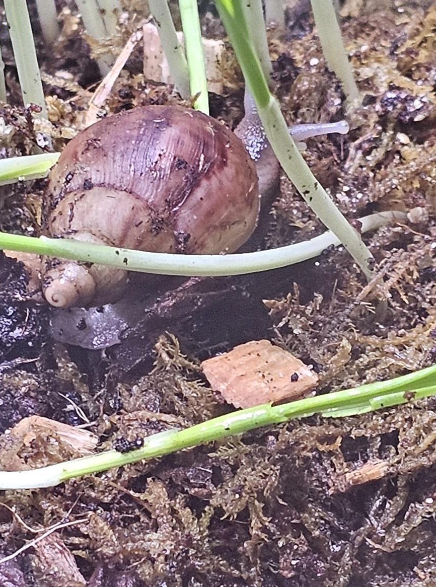 Junge Achatschnecken Fulica zu verkaufen
