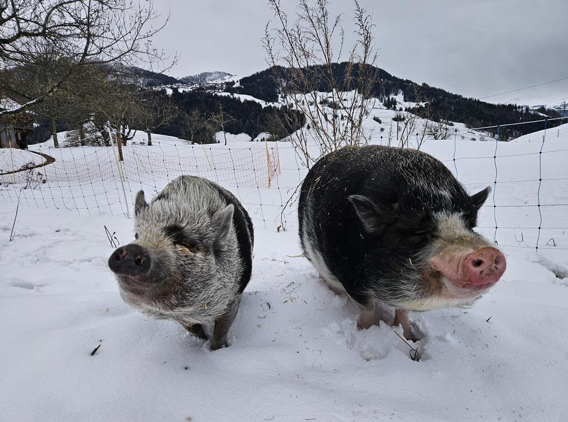 Zutrauliche Minipigs suchen neues Zuhause
