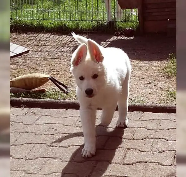 Weisse Schweizer Schäferhundwelpen vom Ebersberger Forst