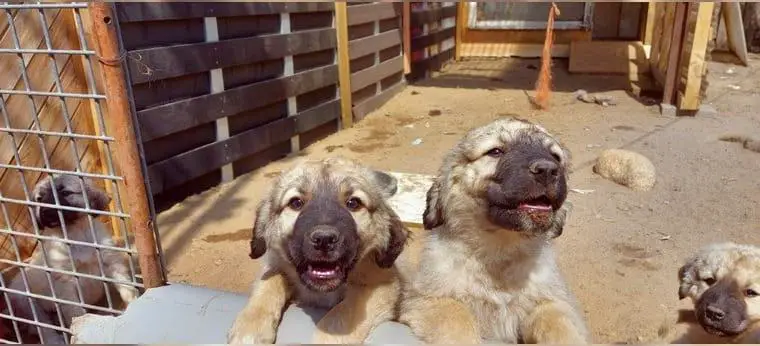 Germanische Bärenhunde, Reinrassig