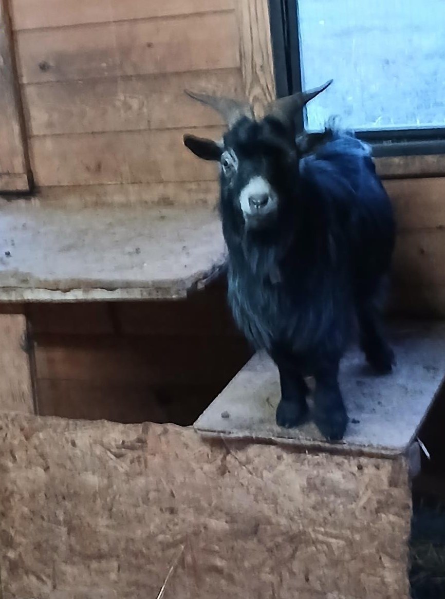 Braver Zwergziegen Bock, 3-jährig