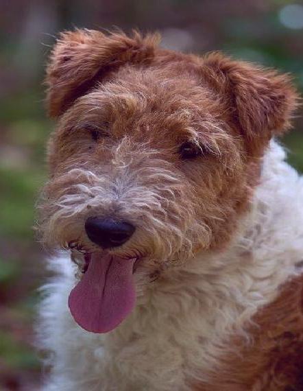 Drahthaar Foxterrier Wurfankündigung