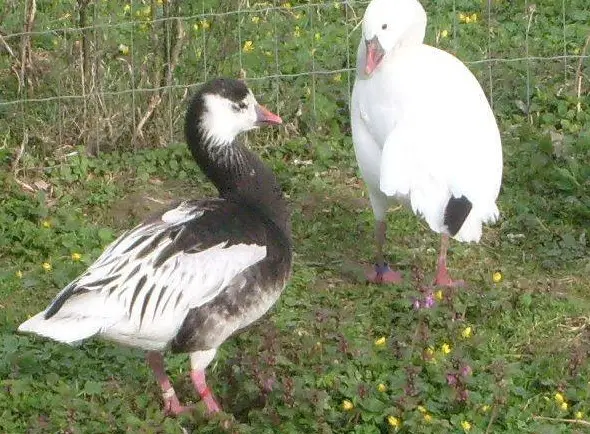 Ziergänse aus Hobbyzucht