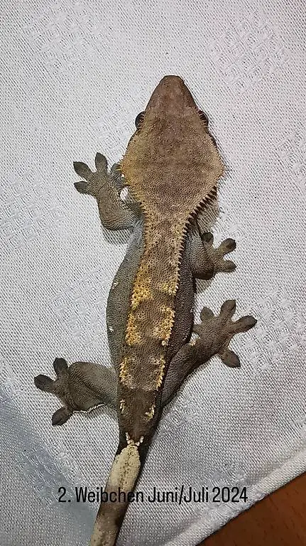 Kronengecko crested gecko