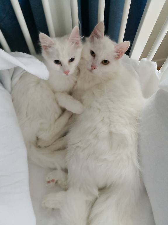 Weisse Katzen türkisch angora zu verkaufen