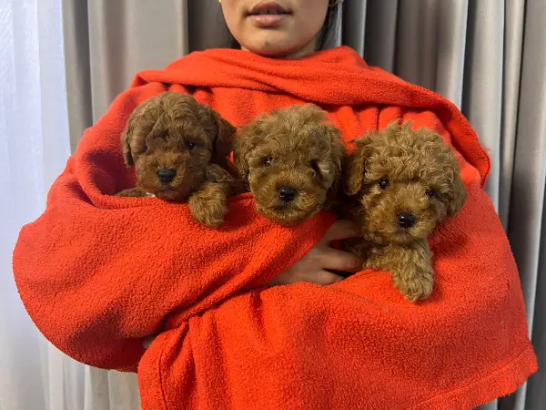 Toy Pudel in gute Hände abzugeben (Schweiz)