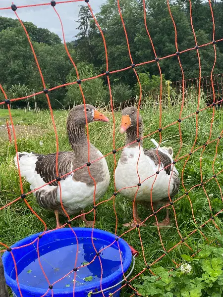 Pommernganter gesucht