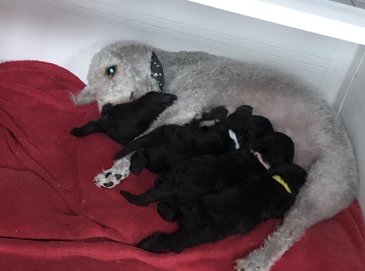 Bedlington Terrier Welpen suche ein Zuhause