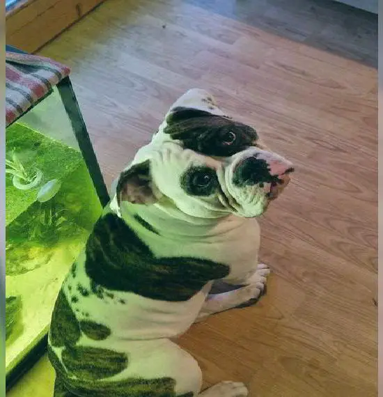 Old english bulldog Rüde