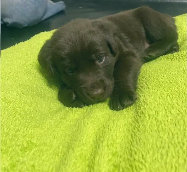 Wunderschöne Aussiedor Welpen